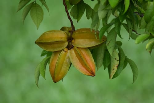 Averrhoa carambola