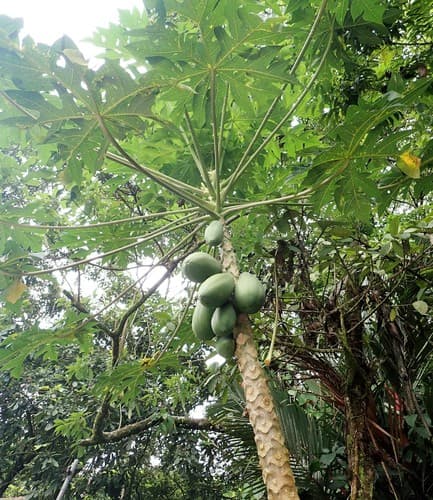 Carica papaya - Whole tree