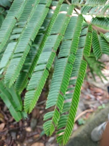 Pentaclethra macroloba - Whole tree