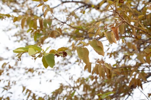 Guazuma ulmifolia - Whole tree