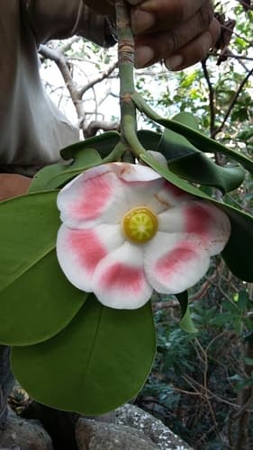 Clusia rosea - Leaves
