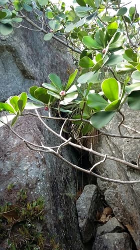 Clusia rosea - Whole tree