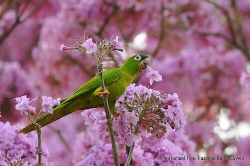 Tabebuia impetiginosa - Leaves