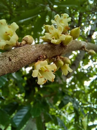 Pouteria sapota - Leaves