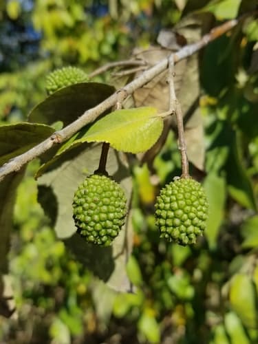 Guazuma ulmifolia - Leaves