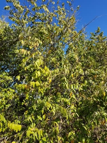 Guazuma ulmifolia - Leaves