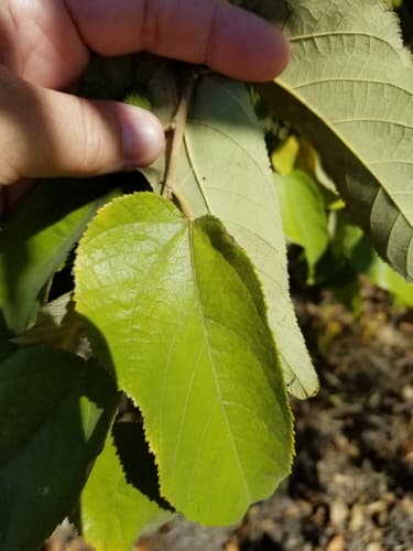 Guazuma ulmifolia - Whole tree