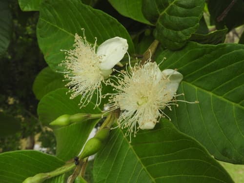 Psidium guajava - Whole tree