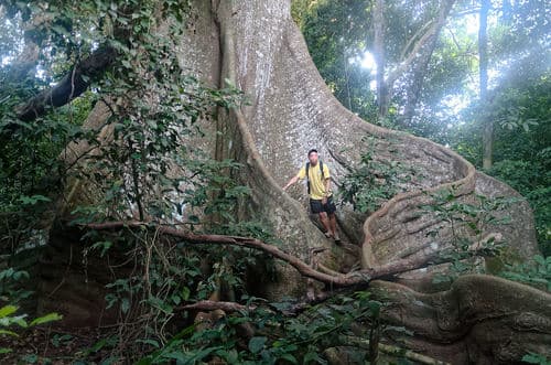 Ceiba seed pod with kapok fibers