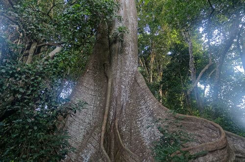 Ceiba tree towering over forest