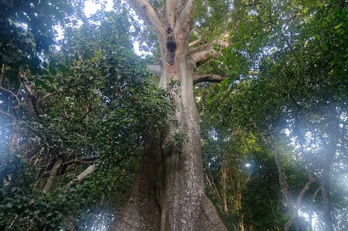 Massive Ceiba tree with buttress roots