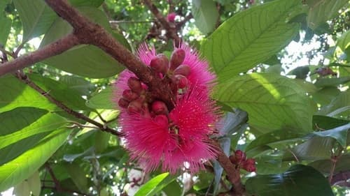 Syzygium malaccense - Whole tree