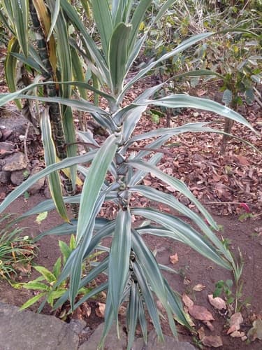 Dracaena fragrans - Whole tree