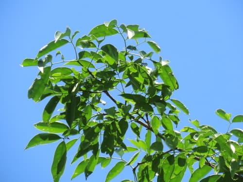 Platymiscium pinnatum - Whole tree