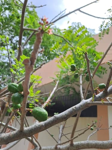 Spondias purpurea - Whole tree