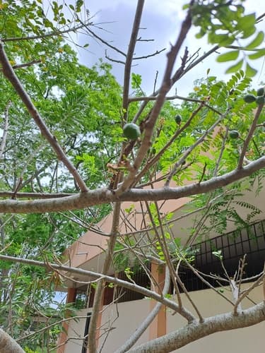 Spondias purpurea - Leaves