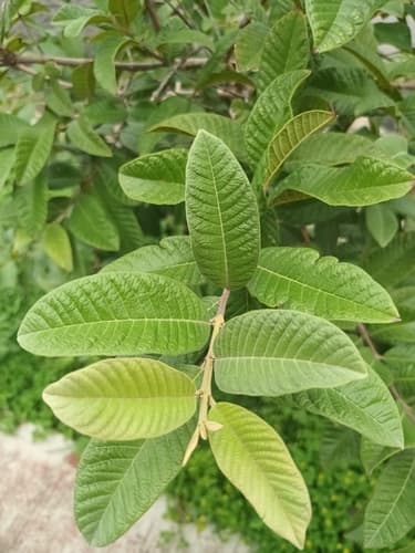 Psidium guajava - Leaves