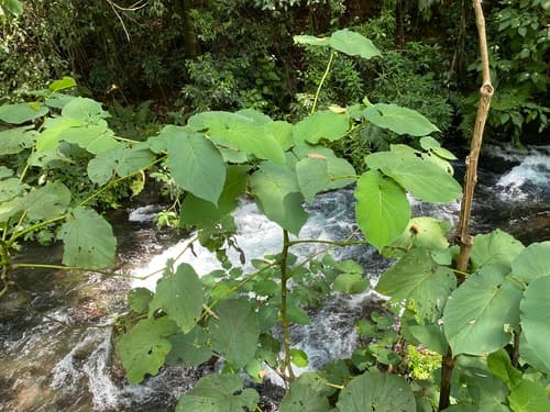 Piper auritum - Whole tree