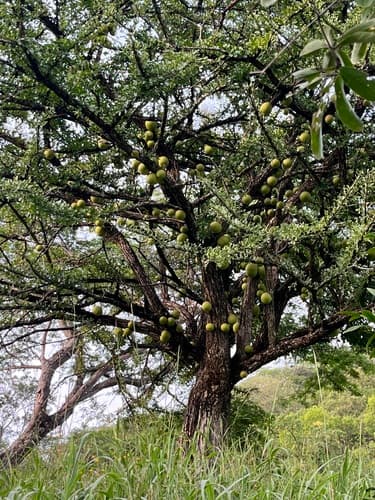 Crescentia alata - Whole tree