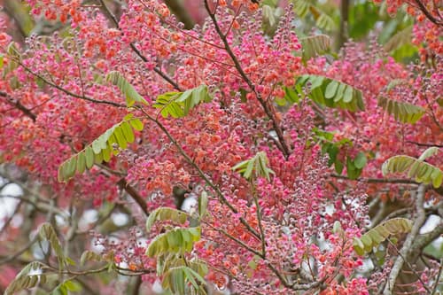 Cassia grandis - Whole tree