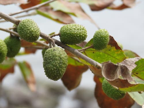 Guazuma ulmifolia - Whole tree