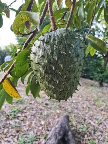 Annona muricata