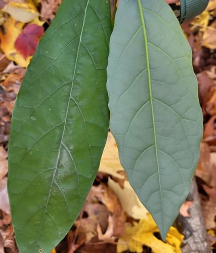 Persea americana - Whole tree