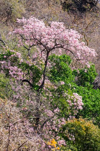 Roble de Sabana in full pink bloom