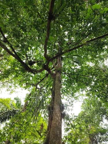 Minquartia guianensis - Whole tree