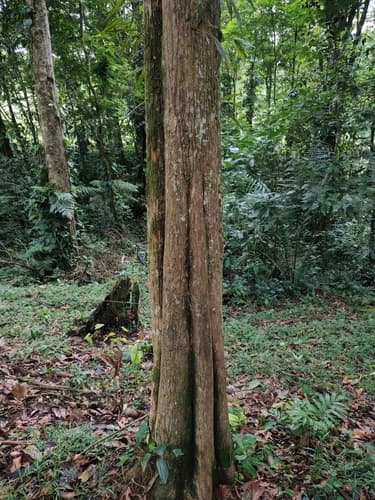 Minquartia guianensis - Leaves