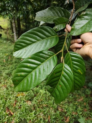 Minquartia guianensis - Whole tree