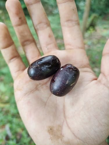 Minquartia guianensis - Leaves