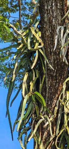 Hylocereus costaricensis