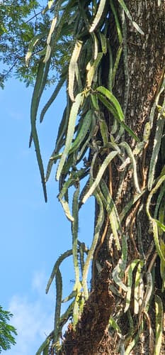 Hylocereus costaricensis