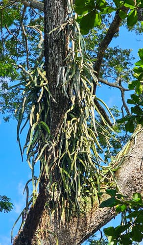Hylocereus costaricensis