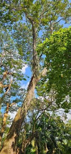 Hylocereus costaricensis