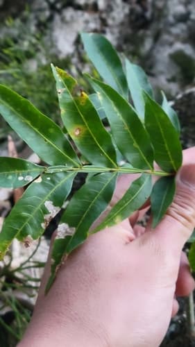Sapindus saponaria - Fruit