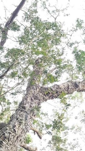 Sapindus saponaria - Leaves