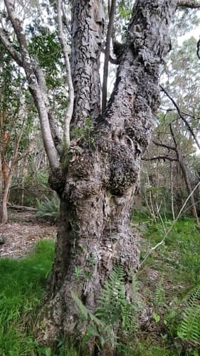 Sapindus saponaria - Whole tree