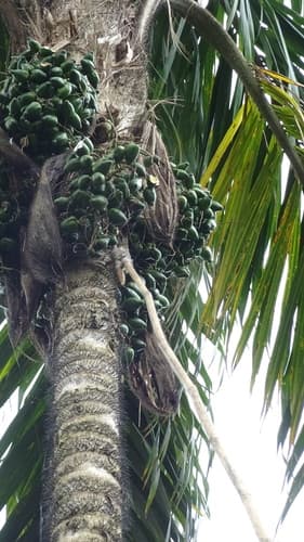 Bactris gasipaes - Whole tree