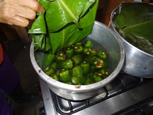 Bactris gasipaes - Whole tree