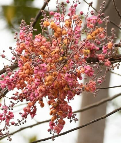 Cassia grandis - Leaves