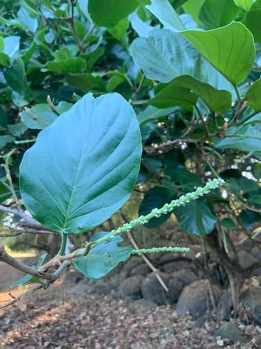 Coccoloba caracasana - Whole tree