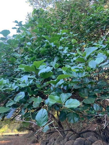 Coccoloba caracasana - Leaves