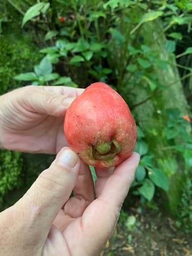 Syzygium malaccense - Whole tree