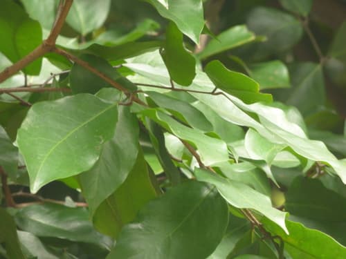Prioria copaifera