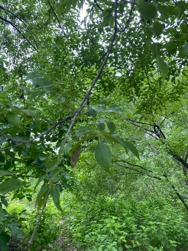 Platymiscium pinnatum - Leaves