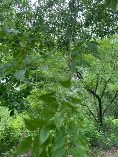 Platymiscium pinnatum - Whole tree