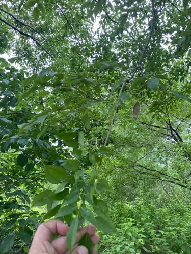 Platymiscium pinnatum - Leaves