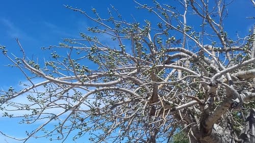 Spondias purpurea - Whole tree